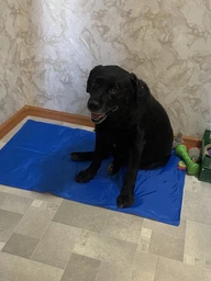 Охлаждающий коврик для собак и котов Trixie синий XL-XXL 100x60 см TX-28688