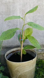 Саженцы Магнолии Суланжа (Magnolia soulangeana) Р9 фото от покупателей 1