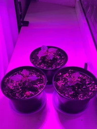 Набір для вирощування гострого перцю Pepper-X Carolina Reaper Red (Каролінський Жнець) фото від покупців 1