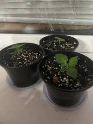 Набір для вирощування гострого перцю Pepper-X Carolina Reaper Red (Каролінський Жнець)