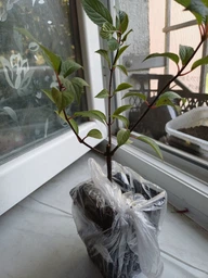 Саженцы Гортензии метельчатой Вимс Ред (Hydrangea paniculata Wim's Red) Р9