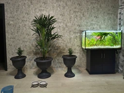 Ховея Howea forsteriana