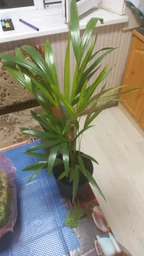 Пальма Арека (Діпсис) Areca (Dypsis), высота 40 см, Ø 9
