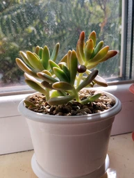 Сукулент Граптоседум Дарлі Саншайн (Graptosedum Darley Sunshine) (s010s)