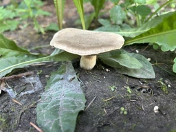 Мицелий Каштанового гриба (Гиропоруса каштанового), Gyroporus castaneus 100 г фото от покупателей 2