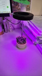 Фитолампа для растений кольцевая полного спектра LED фитосветильник для комнатных цветов Grow Light 10166, рассады, орхидей фито лампа 20-64 см фото от покупателей 3