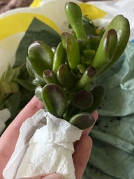 Сукулент Крассула овата Голлум (Crassula ovata Gollum) (s060s)