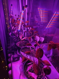 Настільна кімнатна фітолампа для рослин, 4 LED голови ZW-4, чорна фото від покупців 2