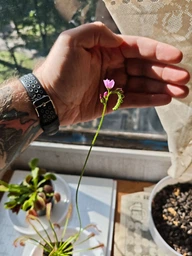 Рослина Росянка Капська Capensis в горщику