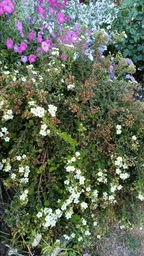 Саженцы Яскрава Лапчатка Princess контейнер 0.5 л (44787) фото от покупателей 1