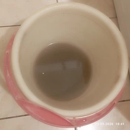 Моющий пылесос-пятновыводитель Rowenta Clean It IN5020F0