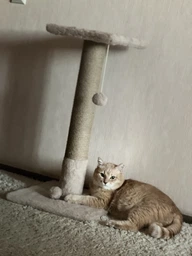 Дряпка для кота Мур-Мяу Лідер 37х37х74 см для кішок у джутовій мотузці Сірий фото від покупців 1