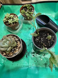 Суккулент Пафихитум Мунглоу (Pachythytum Moonglow) (s054s) фото от покупателей 2