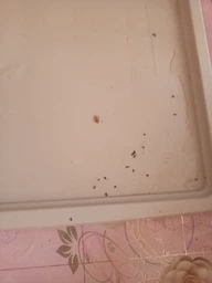 Комплект 2 шприца гель-паста для знищення тарганів Targan-dez Stop Cockroach gel + Подарунок Клейова пастка, засіб від тарганів