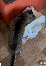 Сумка переноска для кота кошки котенка собаки до 8 кг с сетчатым окошком коричневая 46х30х30 см (002300) фото от покупателей 3