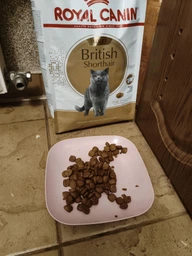 Сухой корм Royal Canin British Shorthair Adult для взрослых кошек породы британская короткошерстная 2кг