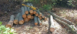 Цепная пила DeWALT DCMCS574X1