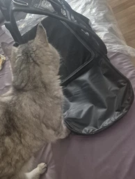 Сумка переноска для кота кішки кошенят собаки домашніх тварин до 5 кг каркасна напівпрозора з ремінцем на плече котячі сумки для перенесення котів кішок маленьких собак кошеня чорна розмір М 43х25х25 см (002160) фото від покупців 1