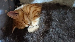 Сухой корм для взрослых кошек Purina Friskies с лососем и овощами 300 г (7613031868063)