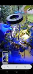 Фітолампа для рослин кільцева повного спектру LED фітосвітильник для кімнатних квітів Grow Light 10166, розсади, орхідей фіто лампа 20-64 см фото від покупців 8