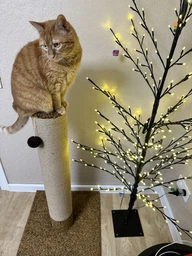 Когтеточка для кота кошки котика дряпка царапка Мур Мяу Дерево-2 50 х 50 х 90 см вертикальна кошачья точилка для когтей котов кошек котиков в джутовой веревке коричневый МТК столбик с клубочком дразнилкой кошачьи когтеточки фото от покупателей 3