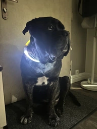Яркий светодиодный LED ошейник для собак и кошек 70 см (можно укорачивать) с USB-заряд. Видимость до 500м в темноте. Цвет белыый.