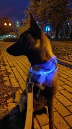 Яркий светодиодный LED ошейник для собак и кошек 70 см (можно укорачивать) с USB-заряд. Видимость до 500м в темноте. Цвет СИНИЙ. фото от покупателей 2