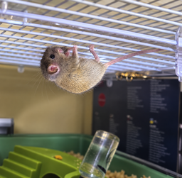 Клетка Ferplast Mini Duna Multy для хомяков