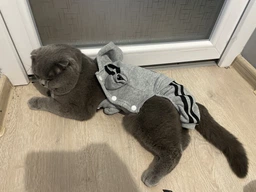 Спортивний костюм для котів (кішок) Adidog 2XL Рожевий (К02)