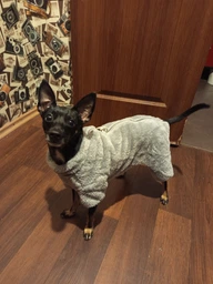 Костюм для собак флісовий Rich 2XL Червоний