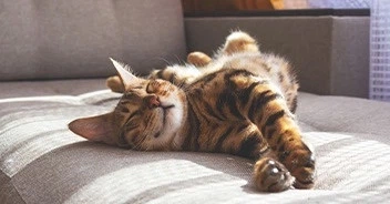Коти