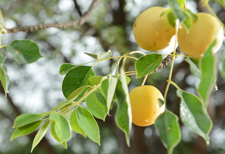 Ликер Аmаrula Marula Fruit Cream