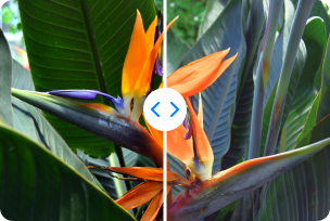 Responsive Image