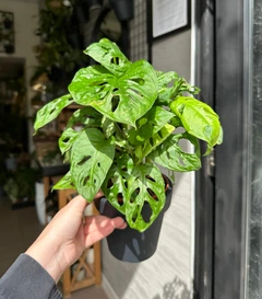 Монстера Адансона / Monstera Adansonii 40 см висота 778 – купити
