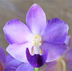 purplekiss ドシ　ポラロイド Орхідея (підліток зараз без квітів) TopDreams Phal 922 Tying