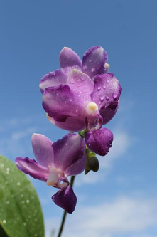 purplekiss ドシ　ポラロイド Орхідея (підліток зараз без квітів) TopDreams Phal 922 Tying
