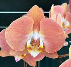 1384 hdppy様 Орхидея (нецветущий подросток) TopDreams фаленопсис Phal 1384-3