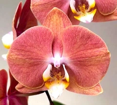 Орхидея (нецветущий подросток) TopDreams фаленопсис Phal 1384-3