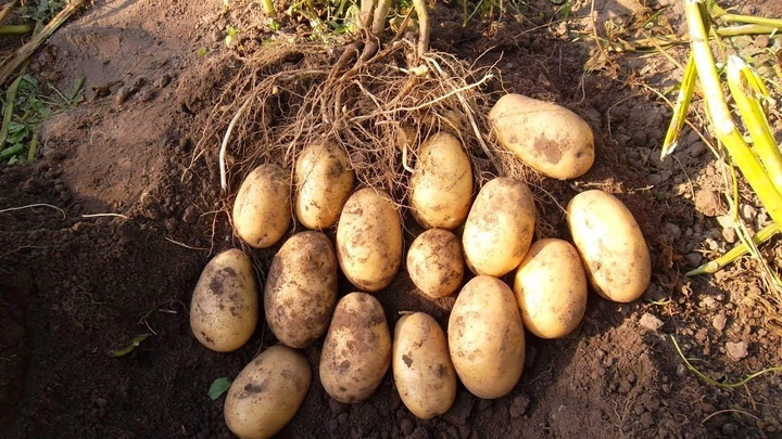 Семенной картофель Гренада первой репродукции среднепозний сорт, 5 кг ( Гренада) – фото, отзывы, характеристики в интернет-магазине ROZETKA отпродавца: UNISO