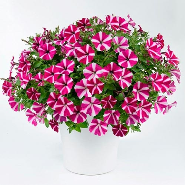 Петуния Amore Joy Florium – фото, отзывы, характеристики в интернет ...