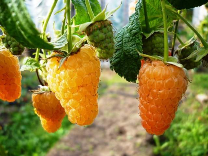 Малина Голд : ціна, відгуки, продаж | Купити Малина Голд в ROZETKA