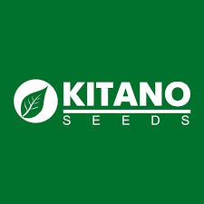 KS 1157 F1 100 шт Kitano Seeds Томат Індетермінантний Насіння (Томат Индетерминантный Семена) - изображение 2