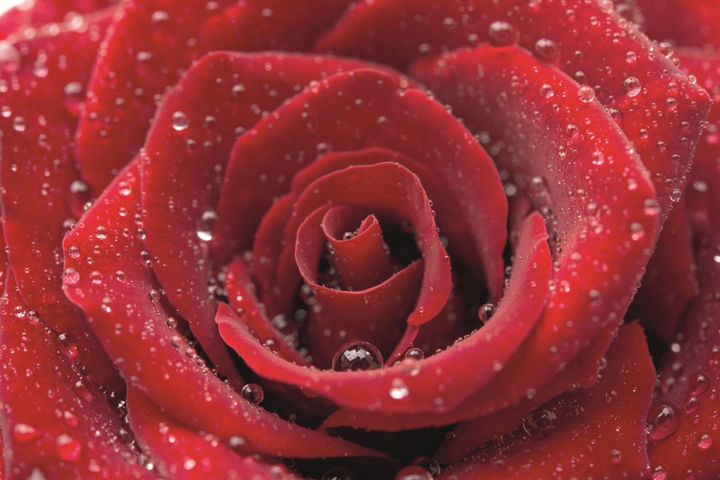 Красивые цветы розы - 70 фото
