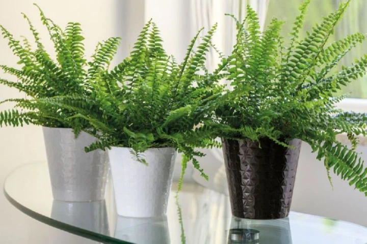 Горшок для цветов Form-Plastic Diament мини-11 0,7 л белый (3710-011) - изображение 3
