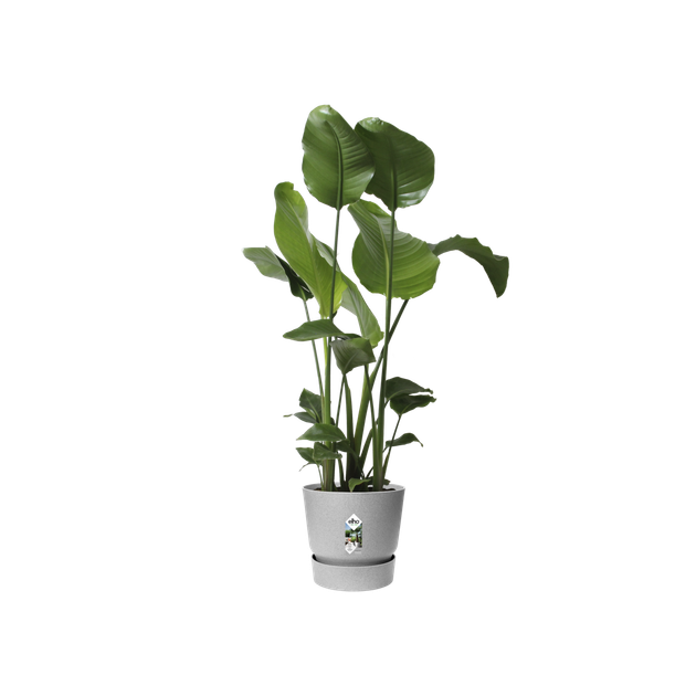 Горшок для цветов Elho Greenville Round круглый 55 л 47 x 44 см (345839) Светлый гранит - изображение 3