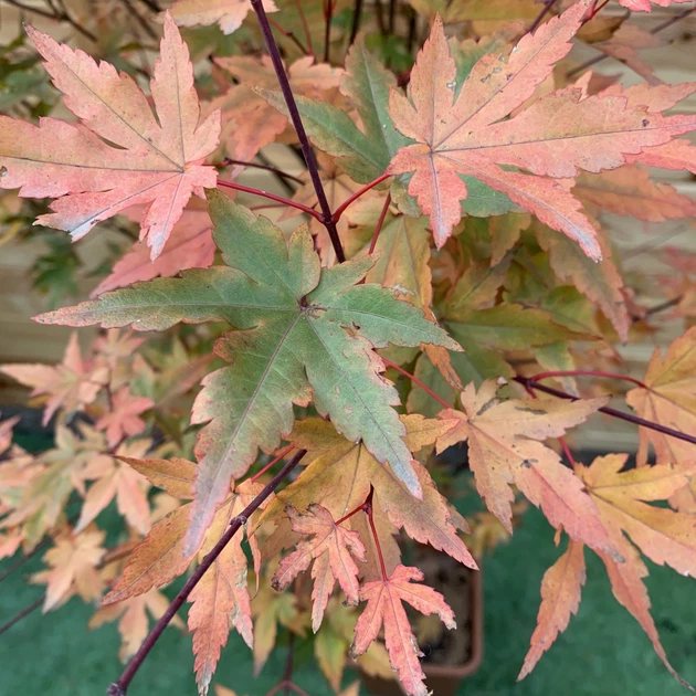 CHEESE TARPA (M) カーキ Японский клен (Japanese maple, Special selection) Redwine, 2