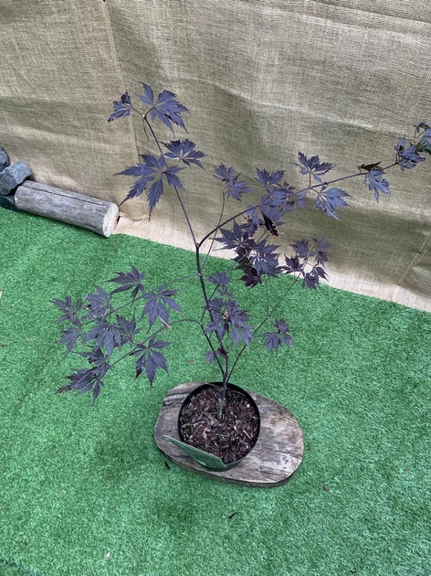 Японский клен (Japanese maple) Special Selection Black Lace, 60-80