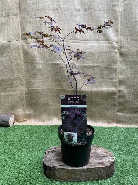 木花様 Японский клен (Japanese maple) Special Selection Black Lace, 60-80