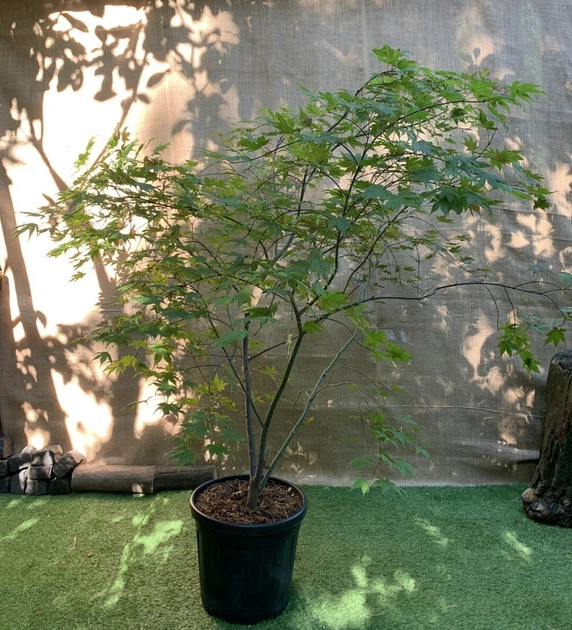 Большой японский клен Japanese maple, acer palmatum Aka Shigitatsu