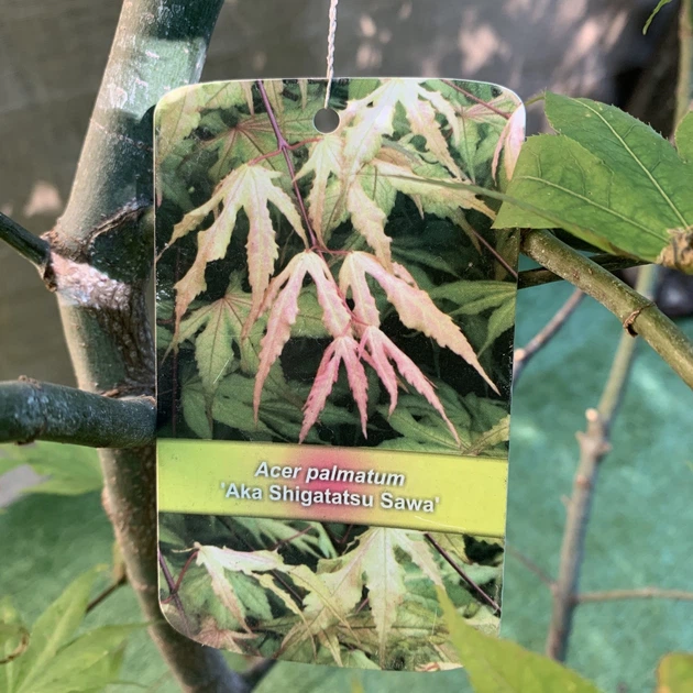 Большой японский клен Japanese maple, acer palmatum Aka Shigitatsu